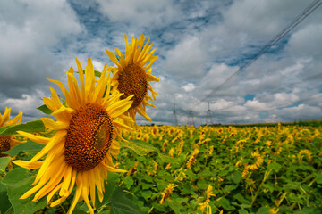 Sunflower field with power lines