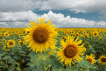 Pair of blooming sunflowers on the sunflower field.