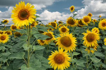 Blooming sunflowers of different height