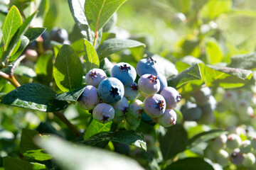 Beautifull blueberries in a garden