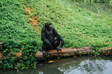 Obraz premium A monkey sitting and pondering alone beside the canal.