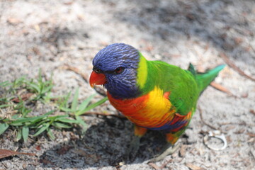 Australian rainbow lorikeet. Very beautiful parrot with a lot of colors. Animal photography and nature.