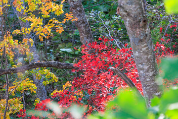 紅葉した草木「秋の北海道」