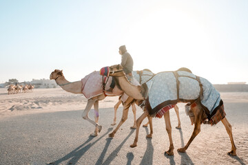 Man riding a camel at racing camp in Doha, Qatar 
