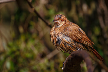 A wet bird looking for a sunray to dry its feathers