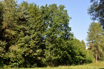 Beautiful fields, distant steppes, meadows with wild herbs, lush grass, forests with deciduous trees and fir. Landscapes, fabulous nature of the village Rybienko Nowe, under ity Wyszkw in Poland.