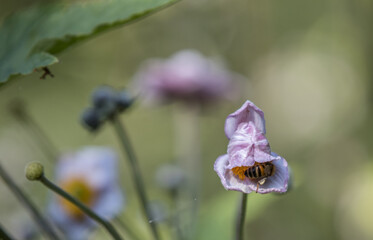 bee in a flower - 521797956