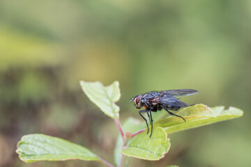 fly on green leaf - 521797979