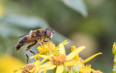 flower fly on yellow flower - 521797990
