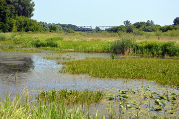 Natural landscapes of the Bug River - trees, hills, reeds, grass, water lilies, clear and transparent water. The river is located on the village of Rybienko Nowe, the city of Wyszkw, Poland.