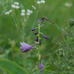 ギボウシの花にアキアカネ
