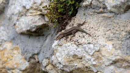 lizard on the stone
