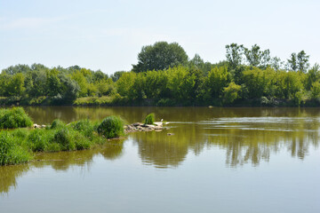 Natural landscapes of the Bug River - trees, hills, reeds, grass, water lilies, clear and transparent water. The river is located on the village of Rybienko Nowe, the city of Wyszkw, Poland.