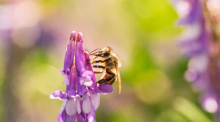 Honey bee, european western honey bee sitting on common vetch or tares flower. bee pollination