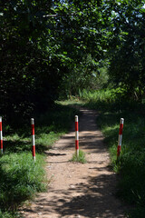 Fototapeta premium Forest of deciduous trees with a path, a small walking path that stretches along Bug River of village Rybienko Nowe, city Wyszkw, Poland. Unusual natural landscapes with forest, river and blue sky.