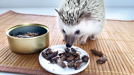 Little hedgehog pet eating canned cockroach. Canned food for insectivores. African pygmy hedgehog...