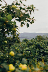 landscape in summer with a view of the mountains and the apple tree