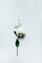 top view of a white rose on a white background