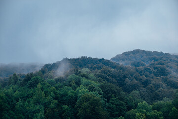mountain view with forest in fog