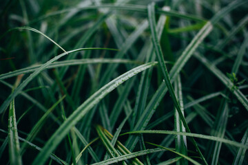 close-up on green grass with dew