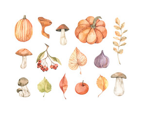 Hand drawn watercolor vector illustrations. Set of fall leaves, pumpkins, berries, mushrooms. Forest design elements. Hello Autumn! Perfect for seasonal advertisement, invitations, cards - 521800926