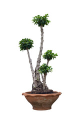 Ficus microcarpa growing in pot isolated on white background included clipping path.