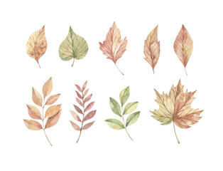 Fototapeta premium Hand drawn watercolor vector illustrations. Set of fall leaves, acorns, berries, spruce branch. Forest design elements. Hello Autumn! Perfect for seasonal advertisement, invitations, cards