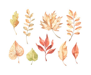 Hand drawn watercolor vector illustrations. Set of fall leaves, acorns, berries, spruce branch. Forest design elements. Hello Autumn! Perfect for seasonal advertisement, invitations, cards - 521800974