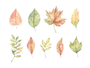 Hand drawn watercolor vector illustrations. Set of fall leaves, acorns, berries, spruce branch. Forest design elements. Hello Autumn! Perfect for seasonal advertisement, invitations, cards - 521800999