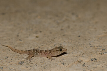 Boettger's wall gecko Tarentola boettgeri. Juvenile. Playa del Ingles. San Bartolome de Tirajana....