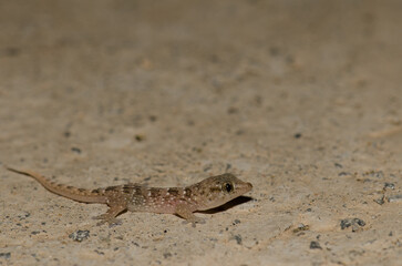 Boettger's wall gecko Tarentola boettgeri. Juvenile. Playa del Ingles. San Bartolome de Tirajana. Gran Canaria. Canary Islands. Spain.