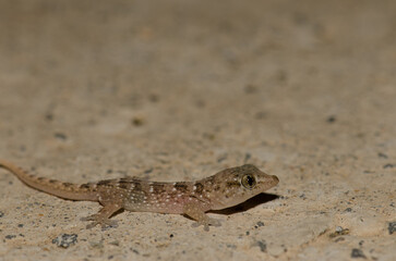 Boettger's wall gecko Tarentola boettgeri. Juvenile. Playa del Ingles. San Bartolome de Tirajana. Gran Canaria. Canary Islands. Spain.