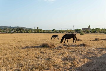 Fototapeta premium Black horses in a dry field grazing