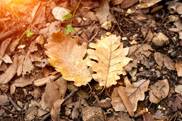 Autumn composition with two dry oak leaves