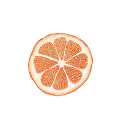 Fototapeta na wymiar Orange. Slice of a watercolor orange. Juicy orange fruit isolated on white background.