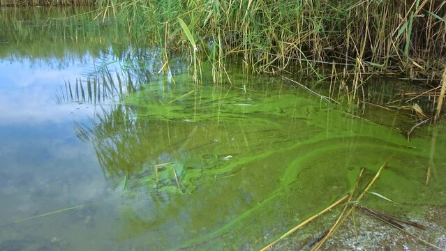 Mass development of the blue-green alga (Microcystis aeruginosa) in the polluted eutrophic lake Yalpug, Ukraine