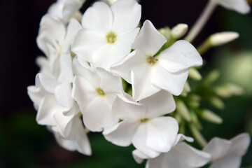 Fototapeta na wymiar Bright white festive wedding flowers bloom only in summer. Many bright small light phlox growing in the home garden.
