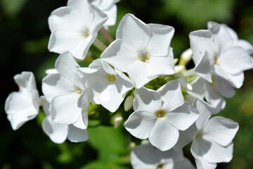 Bright white festive wedding flowers bloom only in summer. Many bright small light phlox growing in...