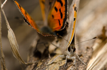 Butterflies small copper Lycaena phlaeas copulating. La Siberia. San Mateo. Gran Canaria. Canary Islands. Spain.