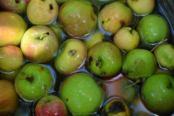 The first juicy small green apples with red, yellow, dark spots float in clear water. Young apples fell off the home apple tree in the month of August.