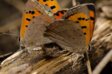 Butterflies small copper Lycaena phlaeas copulating and another male in the background. La Siberia. San Mateo. Gran Canaria. Canary Islands. Spain.