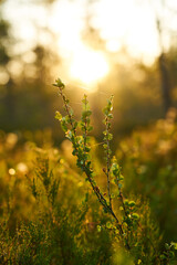 macro photo of a branch in the dawn sunset backlight. Natural photo for the interior