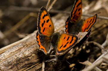 Butterflies small copper Lycaena phlaeas copulating and another male next to them. La Siberia. San Mateo. Gran Canaria. Canary Islands. Spain.