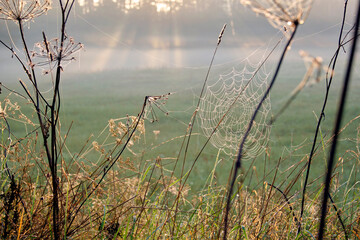 sieć pająka, krople na sieci pająka, a spider's web, drops on a spider's web, pejzaż, koniec lata, poranek, wieś, łąka