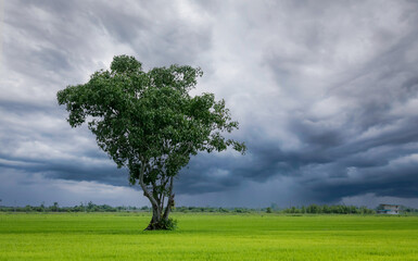 Fototapeta na wymiar Tree in green rice field with overcast sky. Agricultural field in rainy season with stormy sky. Beauty in nature. Carbon credit and carbon neutral concept. Clean environment. Organic rice farm.