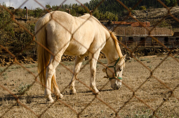Horse inside a farm grazing. La Siberia. San Mateo. Gran Canaria. Canary Islands. Spain.