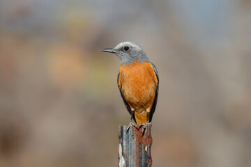 Short-toed rock thrush