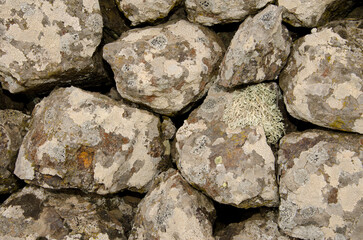 Stone wall with a lichen Ramalina sp. La Siberia. San Mateo. Gran Canaria. Canary Islands. Spain