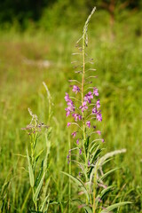 flowers in the garden