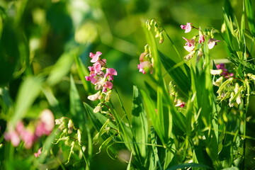 flowers in the garden